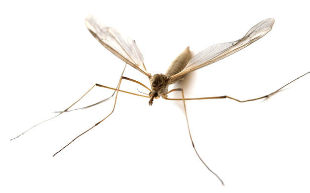 Mosquito Exterminator Kalamazoo MI