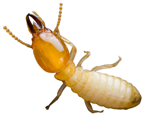 Termite Exterminators Near Me - Plainwell, MI