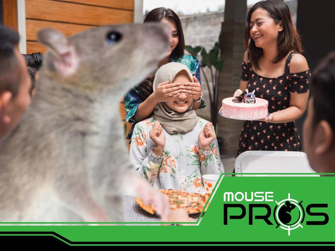 Portage Rodent Control - Rat & Mouse Exterminator