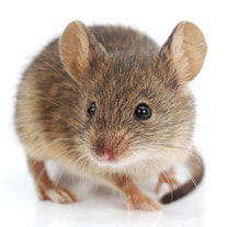 Pest & Mice Exterminator - Mouse, Rodent, Critter, Rat