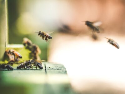Close up of bees representing the category of Biting/Stinging Pests Control.