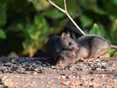A close up of two mice, representing one of our pest control services.