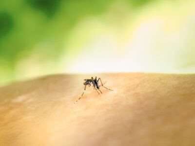 A close up of a mosquito. representing one of our pest control services.