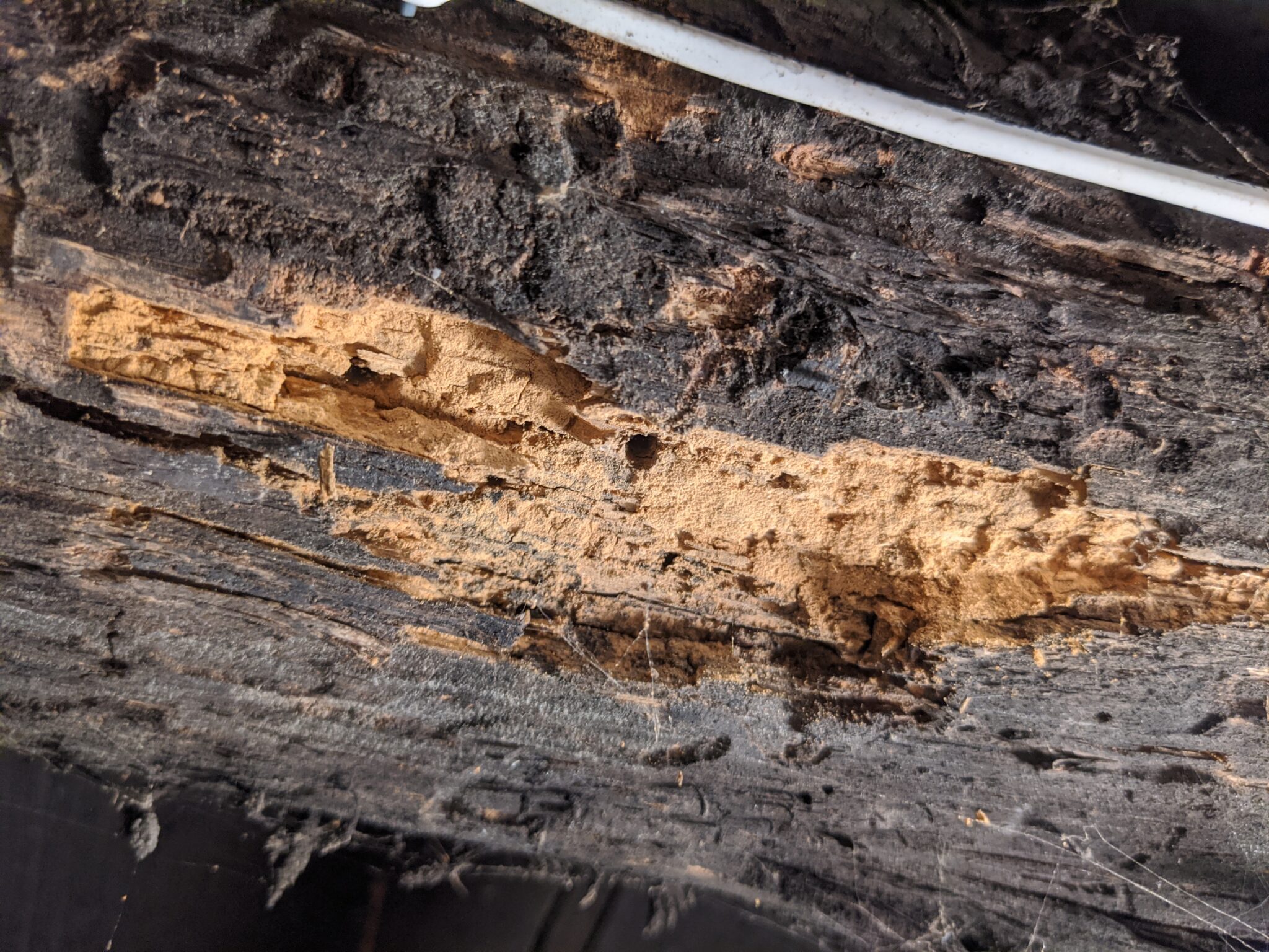 The Connection Between Wood Destroying Pests, Conducive Conditions and