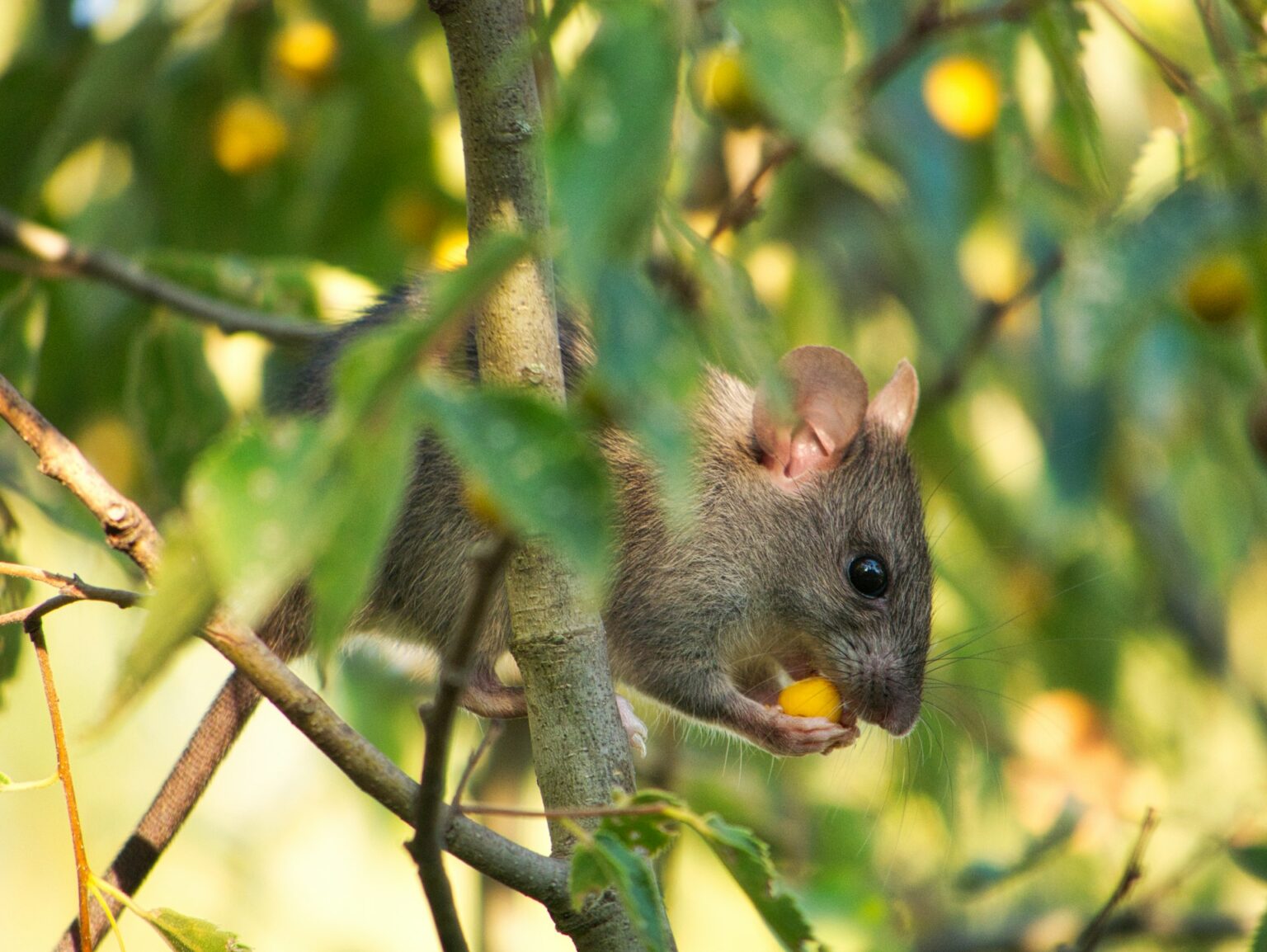 How Rodents Affect Your Home and What Gets Rid of Them Pest Pros of
