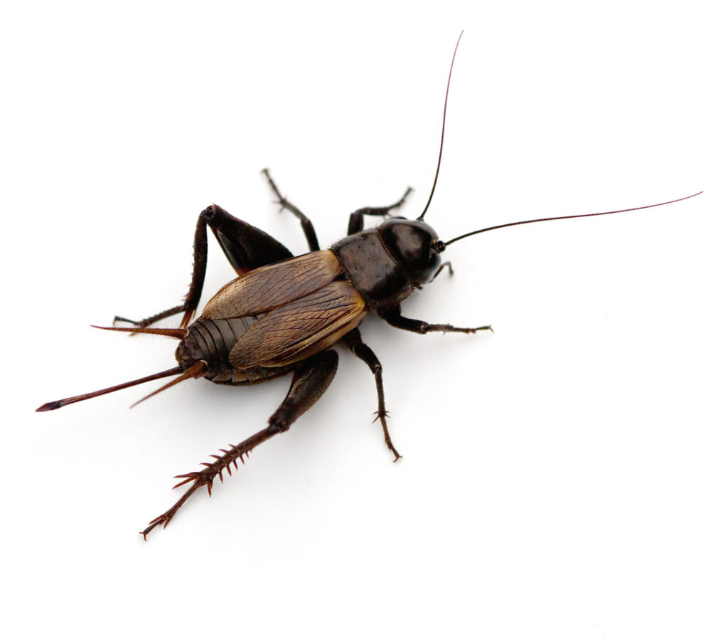 Cricket Control Services Eliminate Indoor Nuisance Pest Pros of
