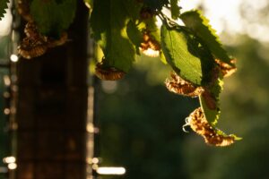 Cicadas on tree leaves, representing pests that swarm in Michigan.