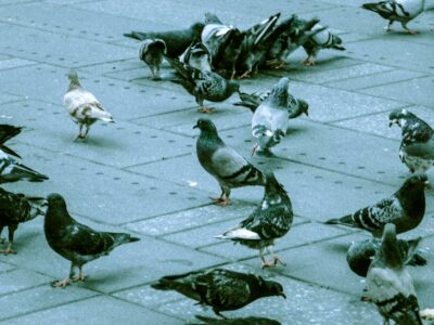 A flock of pigeons gathered on a paved surface.