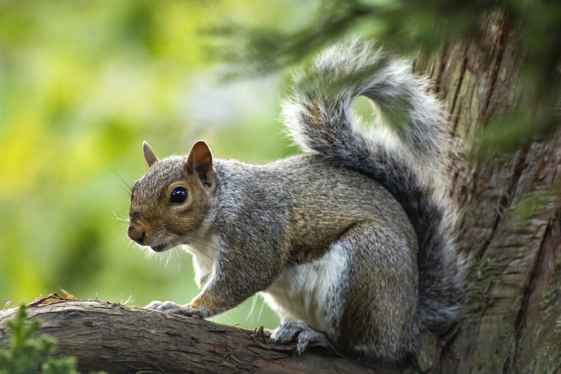 What to Do When Cute Squirrels Become Pests