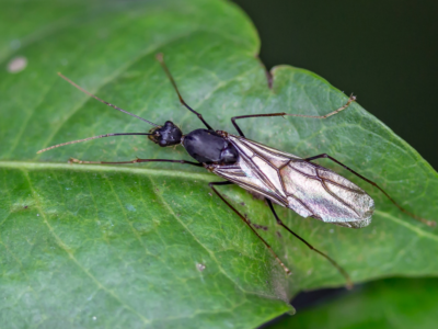 Flying Ant