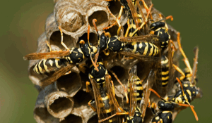 Paper Wasp