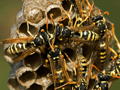 Paper Wasp