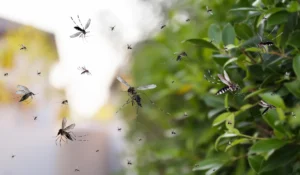 mosquitoes