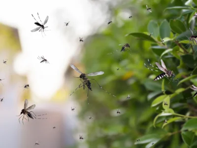 mosquitoes