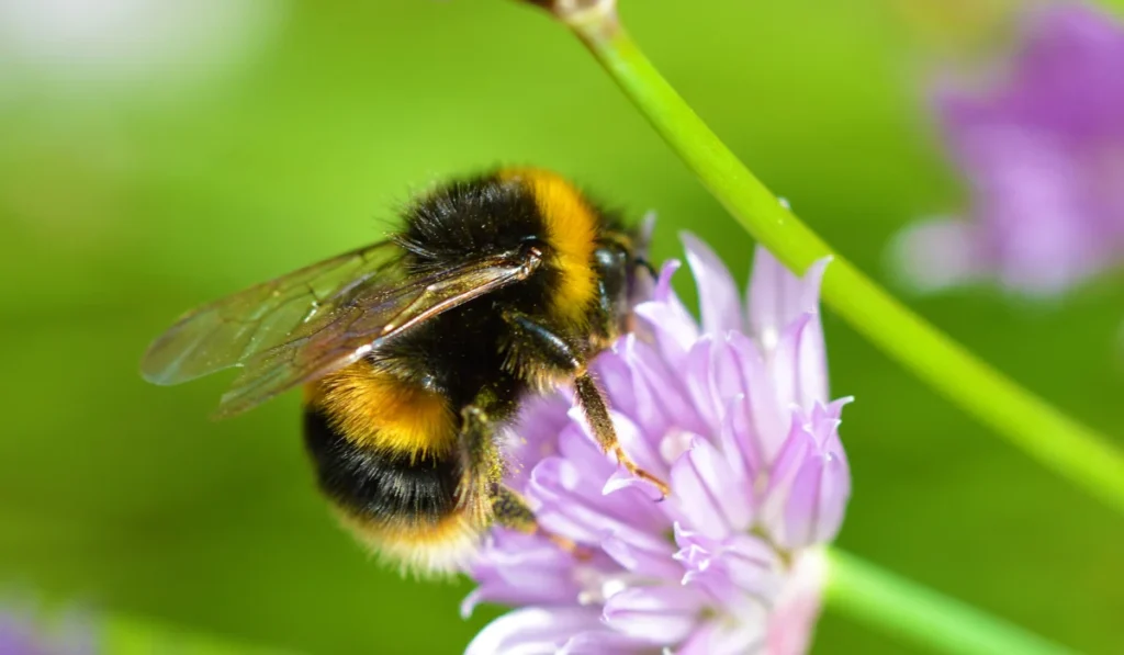 Bumble Bee