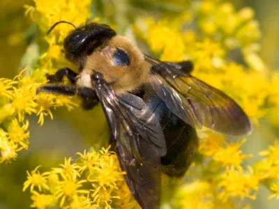Carpenter Bee