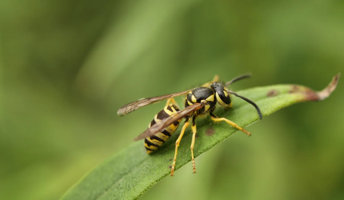 Eastern Yellow Jackets