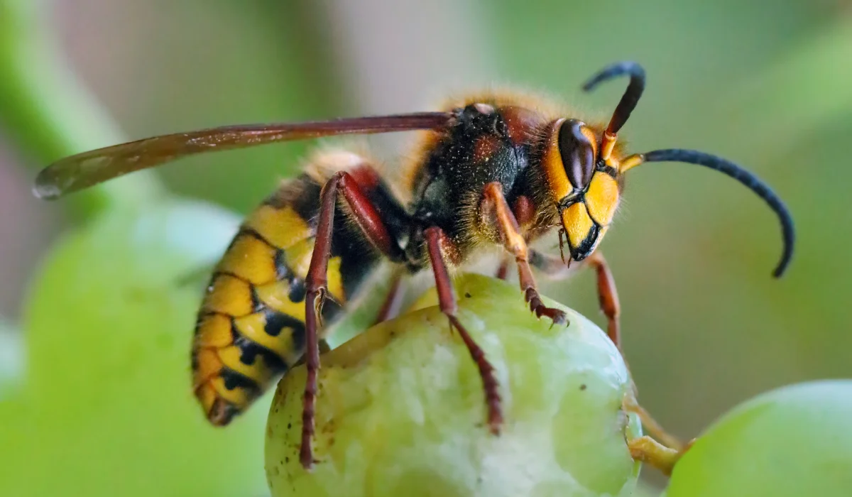 European Hornets