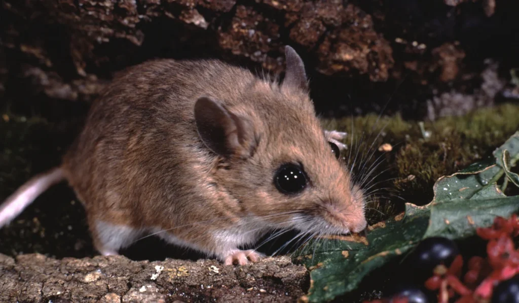 White-Footed Mouse