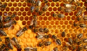 bee swarm
