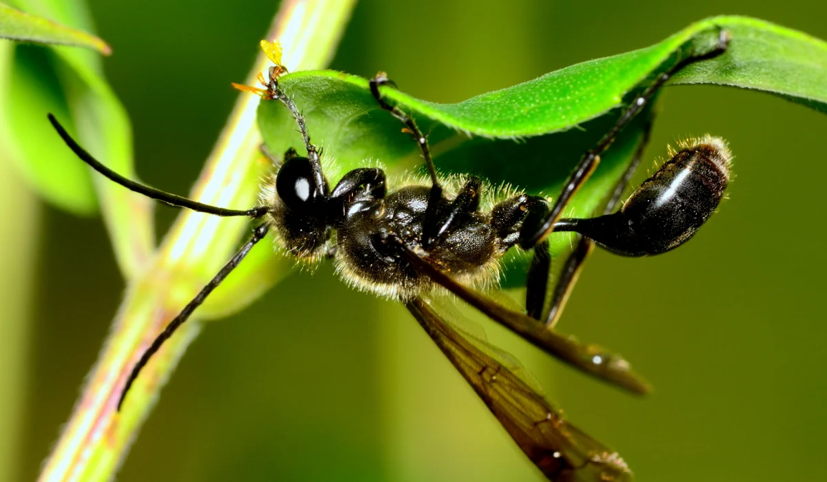 black wasp