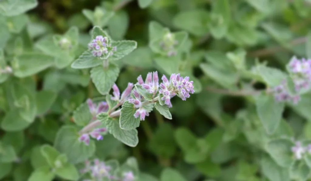 catnip