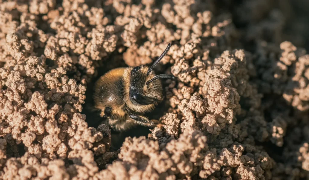 ground-nesting bee