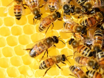 honey bee