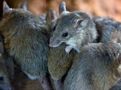 mice