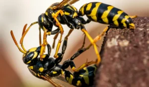 stinging wasp