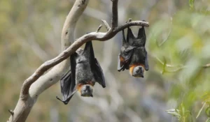 Bats