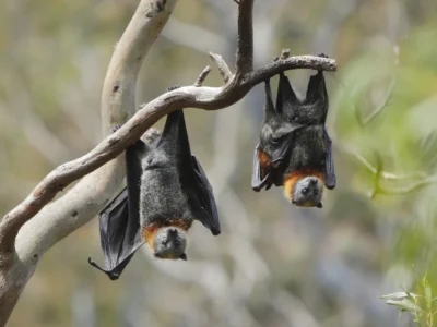 Bats