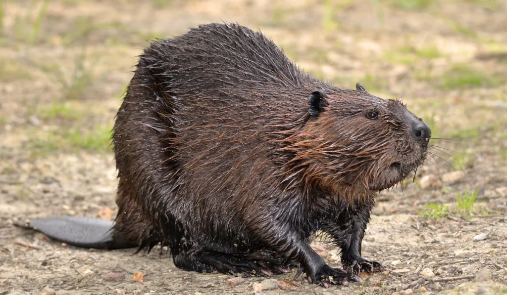 Beavers