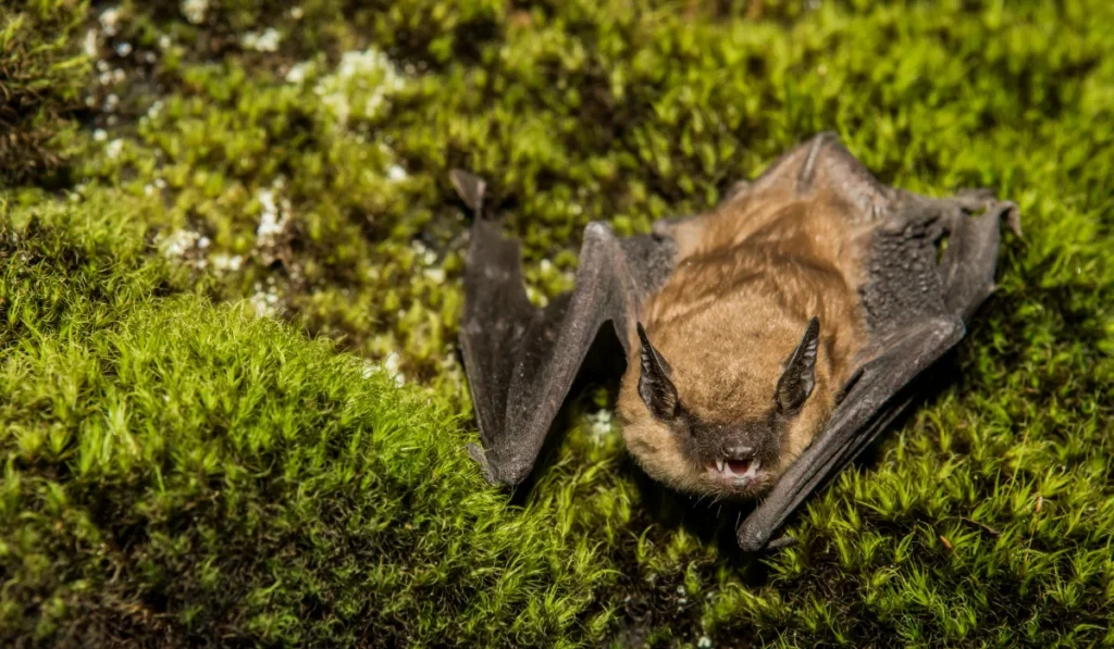 Big Brown Bat