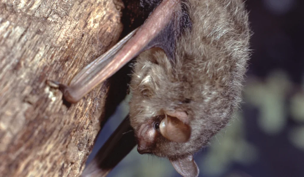 Little Brown Bat