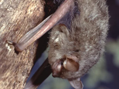 Little Brown Bat