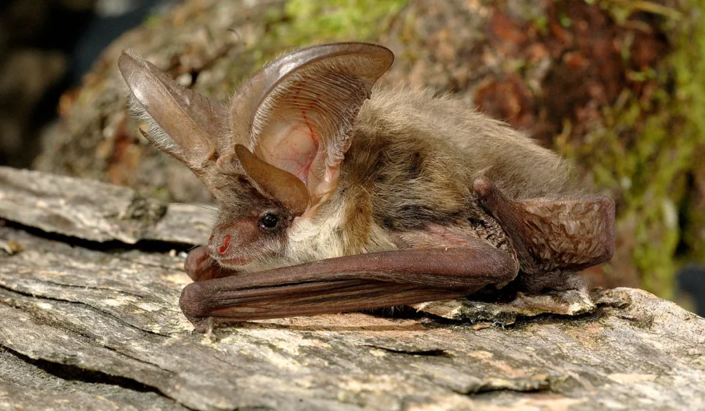 Northern Long-Eared Bat