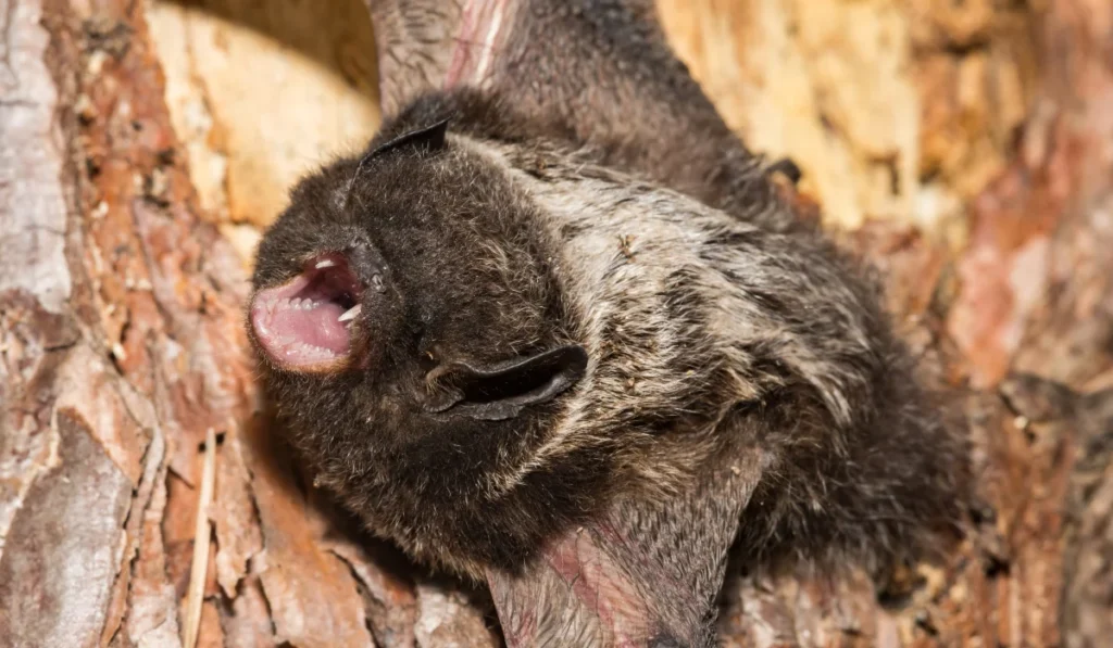 Silver-Haired Bat