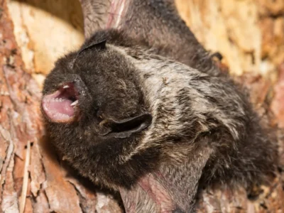 Silver-Haired Bat