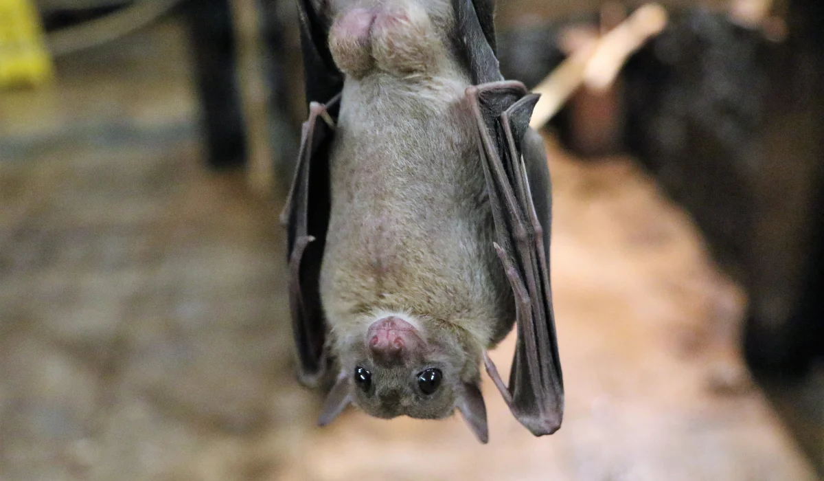 bat hanging