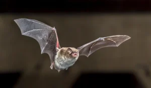 bat in Michigan