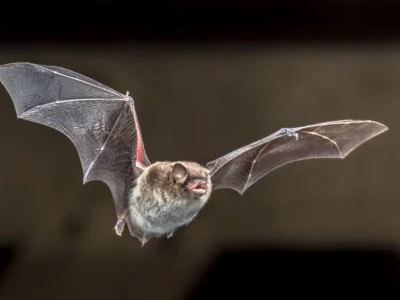bat in Michigan