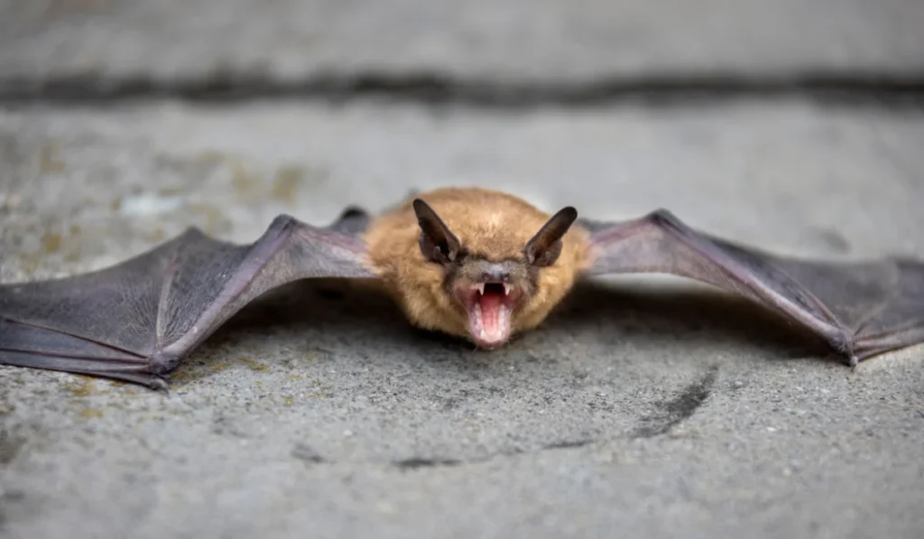 bat in porch