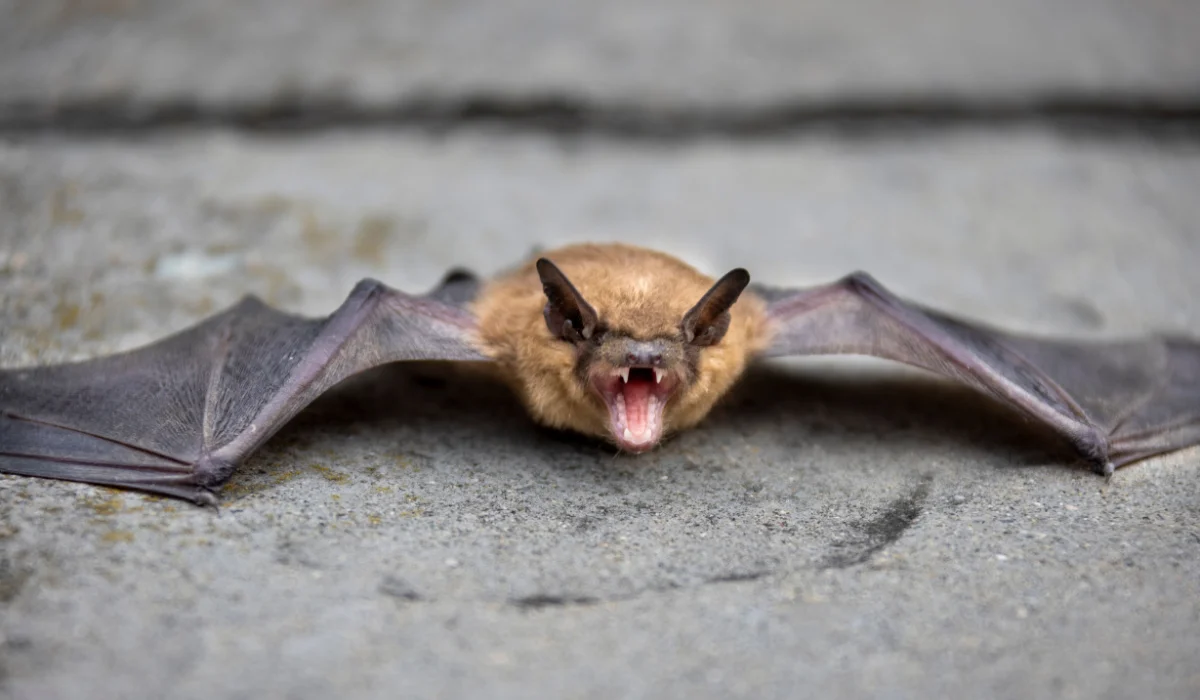 bat in porch