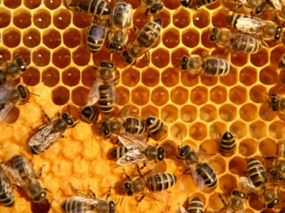 bee nest