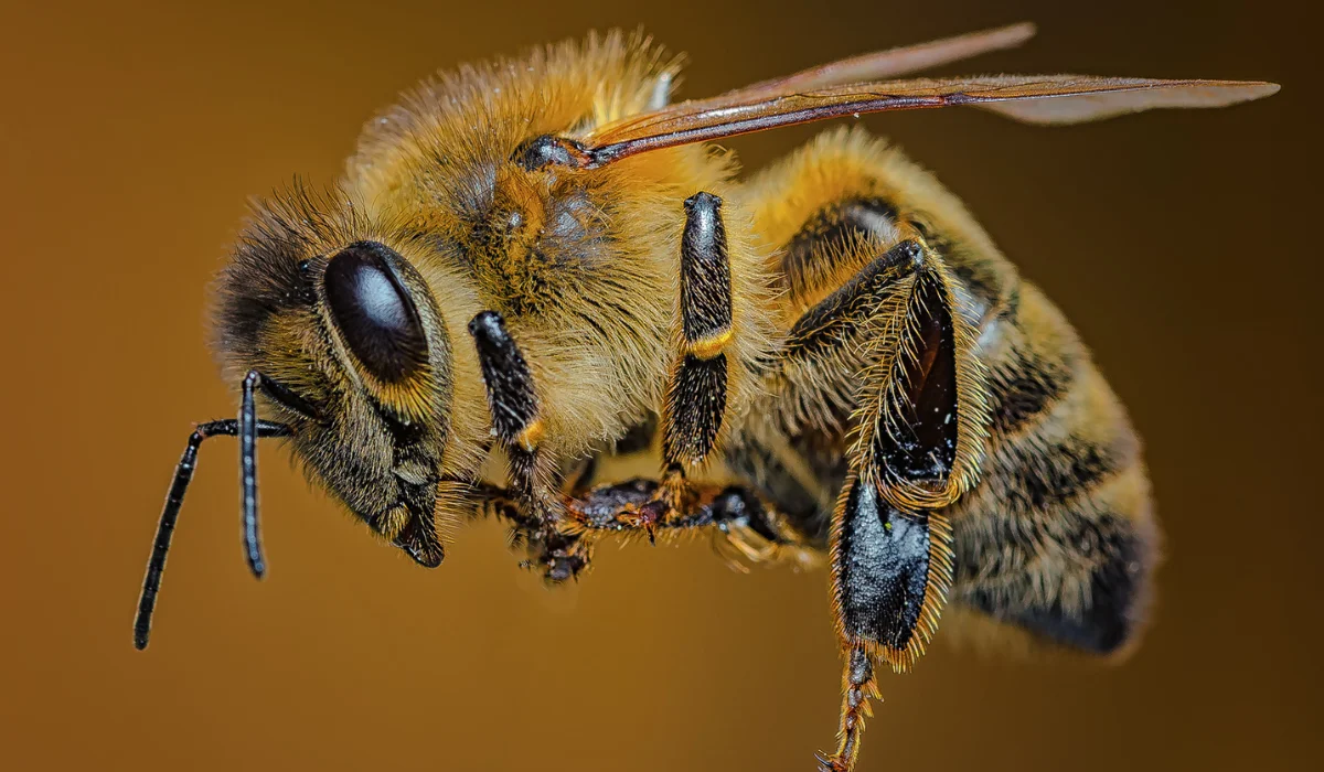 bee