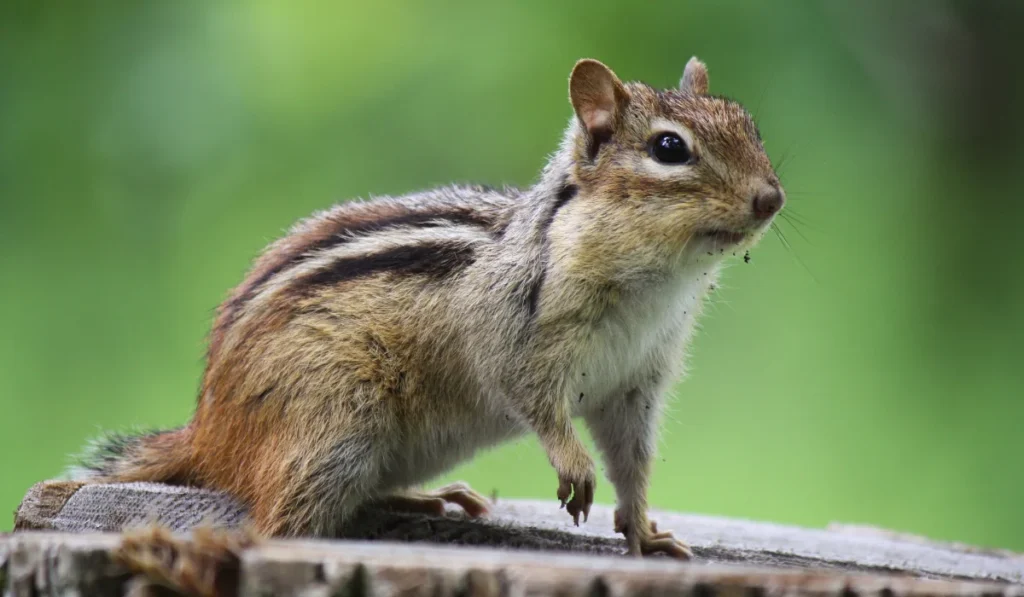 chipmunk