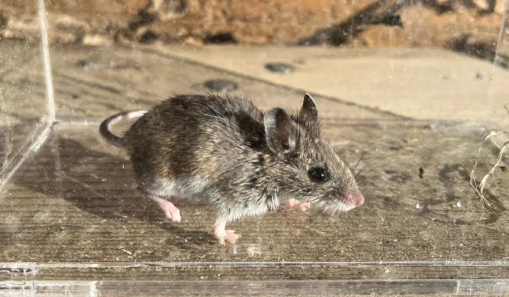 deer mouse