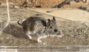 deer mouse