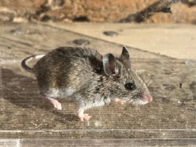 deer mouse